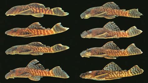 A New Ancistrus Species is Described - AMAZONAS Magazine