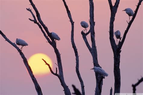 Branch Birds Wallpaper (68+ images)