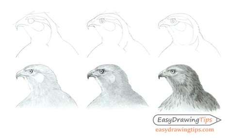 How to Draw a Realistic Hawk's Head Step by Step - EasyDrawingTips