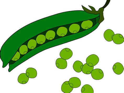 Original - Transparent Green Beans Clipart - Png Download - Full Size Clipart (#4056217 ...