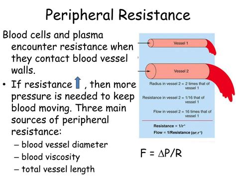 PPT - Blood Vessels and Hemodynamics PowerPoint Presentation, free ...