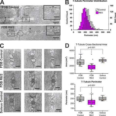 Smaller t-tubules in late-stage R6/2 FDB muscle. (A) Transmission... | Download Scientific Diagram