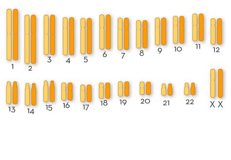 Chromosomal Rearrangements