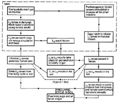 Strongyloides Stercoralis Life Cycle. Adapted From P. F. Whitefield.,[8 ...