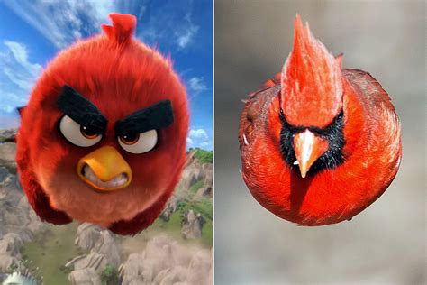 Real-life Angry Bird is at large