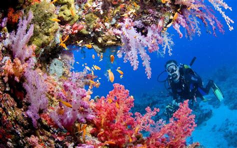 The Terrific Tubbataha Reef Marine Park | Philippines Tourism USA