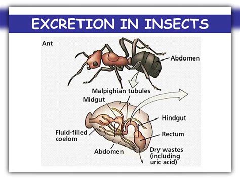 Do Ants Poop? How Often Do Ants Poop?