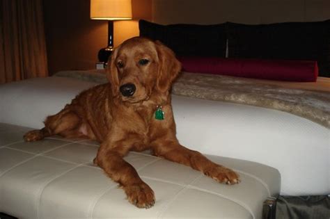 Kimpton Hotels' pet-friendly policy rocks! | Two friends of … | Flickr
