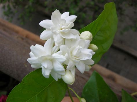 Sampaguita (Arabian Jasmine)-Philippines National Flower | | Full Desktop Backgrounds