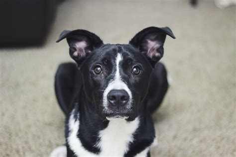 shallow, focus photography, white, black, american pit bull terrier, lying, floor, dog, puppy ...