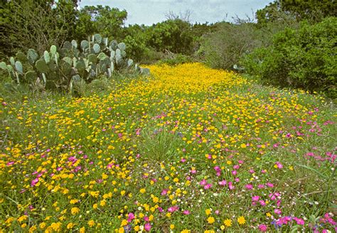 Wildflowers in Texas Hill Country