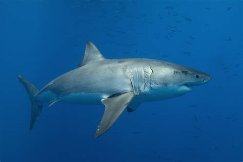 Great White Sharks Eating Seals