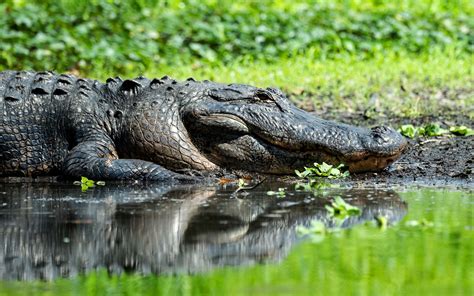 4k Alligator Wallpapers - Wallpaper Cave