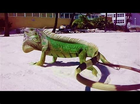 Wild Iguana Whips Tail - YouTube