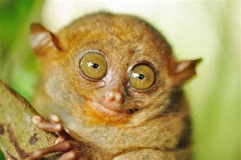 13 Small Monkey Breeds With Big Cute Eyes (Some Can Be Pets ...