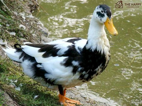 As a quality multipurpose duck breed, the Ancona duck can surely put you on track to hitting ...