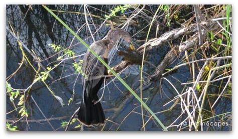 Everglades Pictures: Anhinga Trail