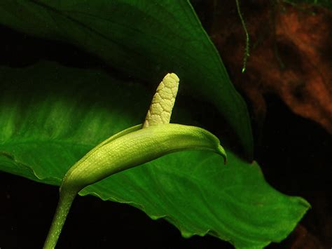 Plants & Flowers » Anubias nana