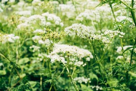 Yarrow Tea Benefits and Side Effects - Superfoodly