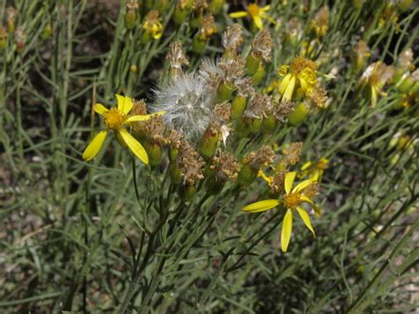 Mono broom groundsel, Senecio spartioides var. granularis | Flickr