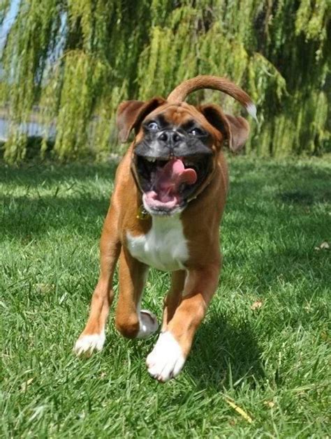 158 best Funny Boxer Dog Pics images on Pinterest | Boxer love, Dogs and Funny animal