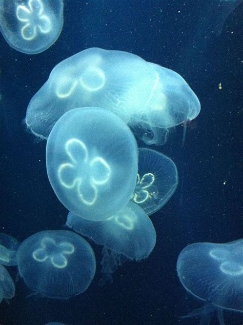 Moon jellyfish from adventure aquarium, nj | Adventure, Aquarium, Travel