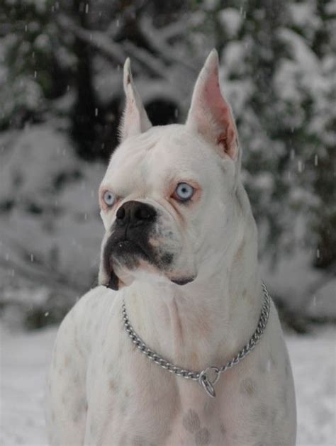 99+ Puppy White Albino Boxer Dog - l2sanpiero