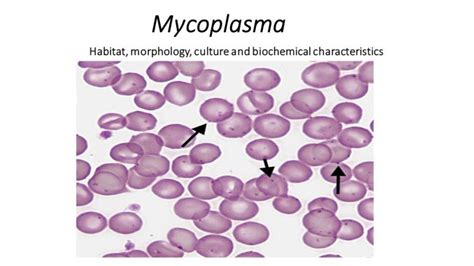 Mycoplasma: habitat, morphology, culture and biochemical ...