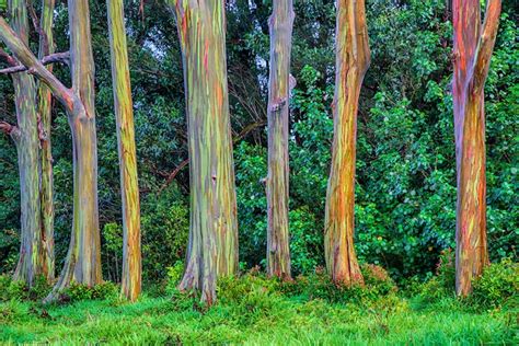 Learn How the Rainbow Eucalyptus Gets Its Colorful Appearance