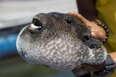 Fugu fish stock image. Image of contour, chef, blowfish - 23177603