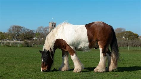 Ardennes Horse: Height, Color, And Breed Characteristics