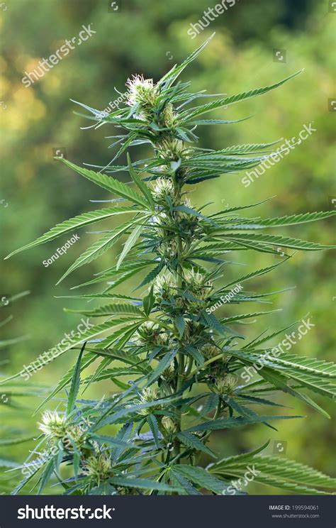 Cannabis Plant Flowering Stage Medical Cannabis Stock Photo 199594061 | Shutterstock