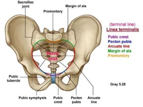 pelvic inlet Human Anatomy Drawing, Yoga Anatomy, Anatomy Study, Anatomy Reference, Midwifery ...