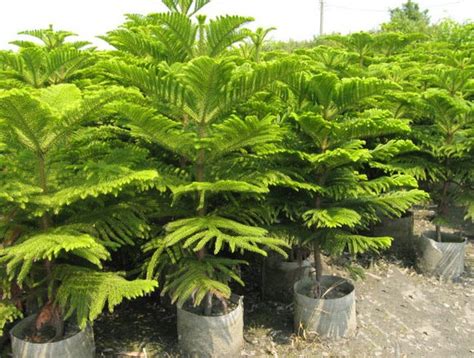 Araucaria excelsa seed | BELL Garden Company,Wholesale Plant seeds ...