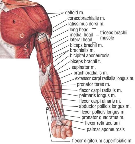 ArmMuscles.jpg (705×753) | Sculpt January inspirations: #3 Arm | Pinterest | Google, Search and ...