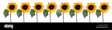 sunflowers in a row Stock Photo - Alamy