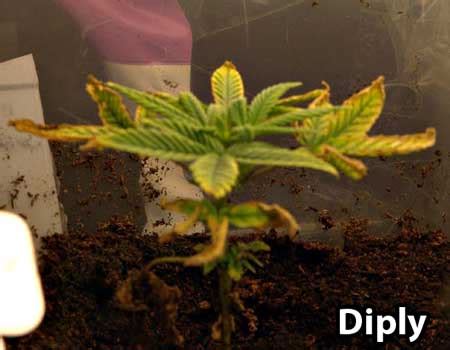 How to Get Rid of Fungus Gnats for Good! | Grow Weed Easy