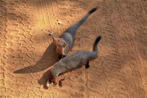 Indian Grey Mongoose in the Yala Nationalpark Photograph by Gina Koch - Fine Art America