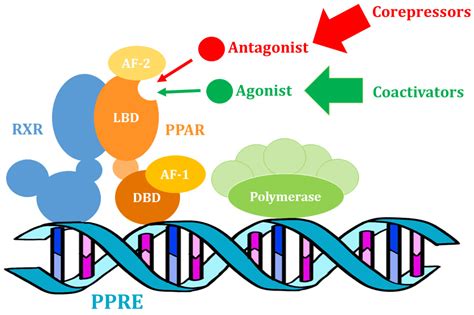 Nutrients | Free Full-Text | The Influence of the Differentiation of Genes Encoding Peroxisome ...