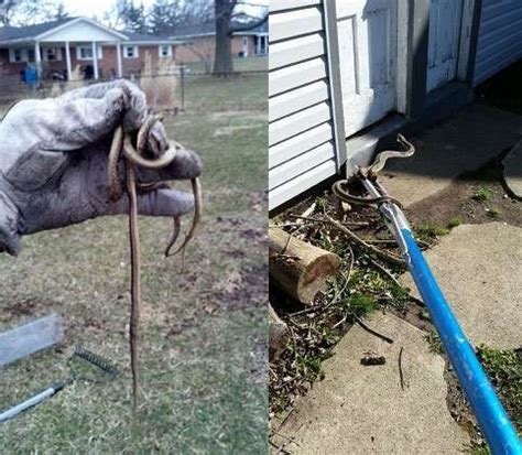 Snake Removal Dayton, Ohio - #1 Snake Pest Control Service & Trapping