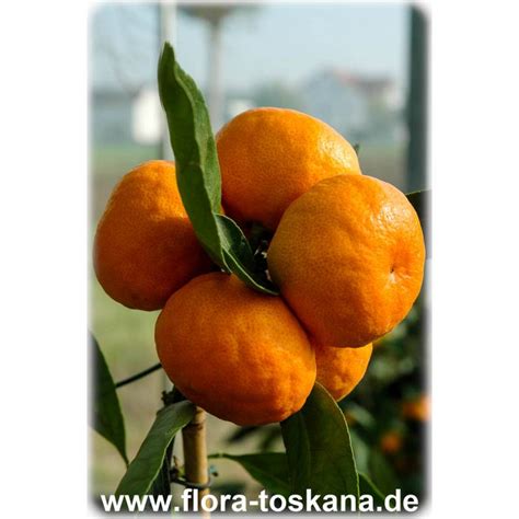 Citrus unshiu - Satsuma | FLORA TOSKANA