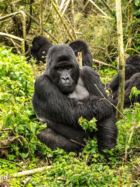 This is the mountain gorilla! More than half the population lives high in the dense cloud forest ...