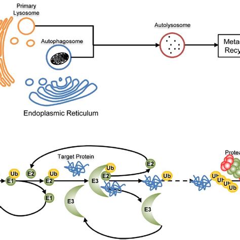 Stemness-related enzymes in lipid metabolism. Lipid metabolic enzymes... | Download Scientific ...