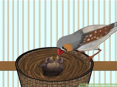 How to Breed Zebra Finches: 15 Steps (with Pictures) - wikiHow