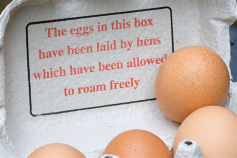 What's the Difference Between Cage-Free and Free-Range Eggs?