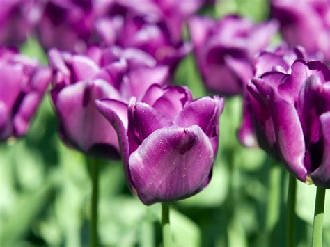 Purple Tulips wallpaper | 1600x1200 | #51799