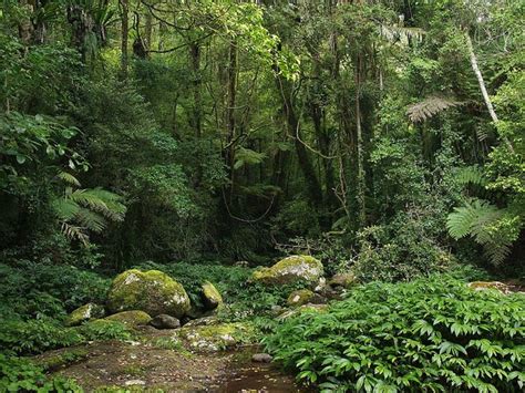 What is a Rainforest? Importance, Layers, and Types of Rainforests - Conserve Energy Future