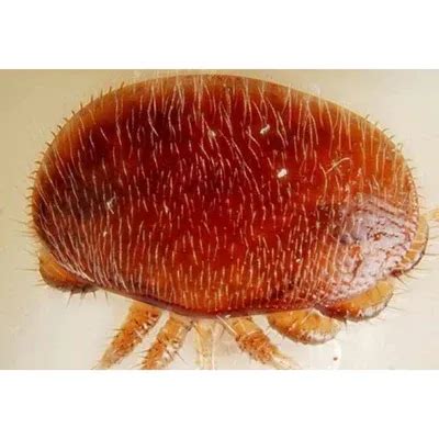 What is the varroa mite?