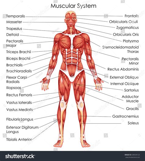 Muscular System Diagram With Labels