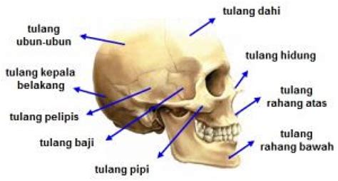 Rangka Aksial dan Rangka Apendikular (Rangkuman Materi Sistem Gerak Part-3)